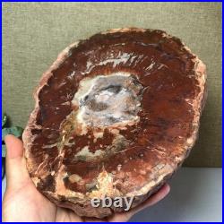 Top Natural pretty Petrified Wood fossil Rough Slice Madagascar 1.59kg g7684 Top Natural pretty Petrified Wood fossil Rough Slice Madagascar 1.59kg g7684