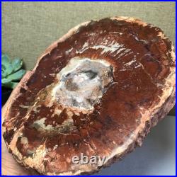 Top Natural pretty Petrified Wood fossil Rough Slice Madagascar 1.59kg g7684 Top Natural pretty Petrified Wood fossil Rough Slice Madagascar 1.59kg g7684