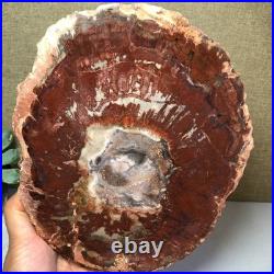 Top Natural pretty Petrified Wood fossil Rough Slice Madagascar 1.59kg g7684 Top Natural pretty Petrified Wood fossil Rough Slice Madagascar 1.59kg g7684