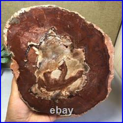 Top Natural pretty Petrified Wood fossil Rough Slice Madagascar 1.64kg g7687 Top Natural pretty Petrified Wood fossil Rough Slice Madagascar 1.64kg g7687