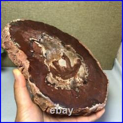 Top Natural pretty Petrified Wood fossil Rough Slice Madagascar 1.64kg g7687 Top Natural pretty Petrified Wood fossil Rough Slice Madagascar 1.64kg g7687