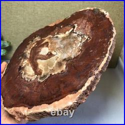 Top Natural pretty Petrified Wood fossil Rough Slice Madagascar 1.64kg g7687 Top Natural pretty Petrified Wood fossil Rough Slice Madagascar 1.64kg g7687
