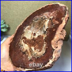 Top Natural pretty Petrified Wood fossil Rough Slice Madagascar 1.64kg g7687 Top Natural pretty Petrified Wood fossil Rough Slice Madagascar 1.64kg g7687