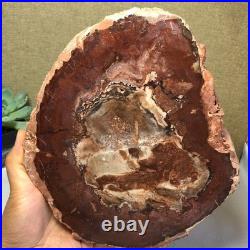 Top Natural pretty Petrified Wood fossil Rough Slice Madagascar 1.64kg g7687 Top Natural pretty Petrified Wood fossil Rough Slice Madagascar 1.64kg g7687