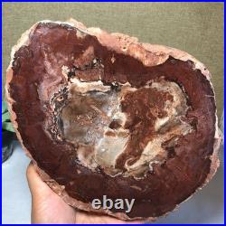 Top Natural pretty Petrified Wood fossil Rough Slice Madagascar 1.64kg g7687 Top Natural pretty Petrified Wood fossil Rough Slice Madagascar 1.64kg g7687