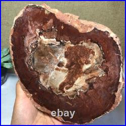 Top Natural pretty Petrified Wood fossil Rough Slice Madagascar 1.64kg g7687 Top Natural pretty Petrified Wood fossil Rough Slice Madagascar 1.64kg g7687