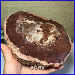Top Natural pretty Petrified Wood fossil Rough Slice Madagascar 1.64kg g7687 Top Natural pretty Petrified Wood fossil Rough Slice Madagascar 1.64kg g7687