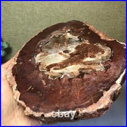 Top Natural pretty Petrified Wood fossil Rough Slice Madagascar 1.64kg g7687 Top Natural pretty Petrified Wood fossil Rough Slice Madagascar 1.64kg g7687