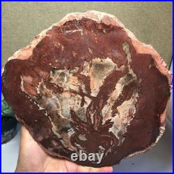 Top Natural pretty Petrified Wood fossil Rough Slice Madagascar 2.23kg g7683 Top Natural pretty Petrified Wood fossil Rough Slice Madagascar 2.23kg g7683
