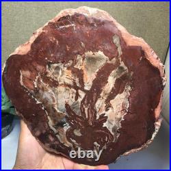 Top Natural pretty Petrified Wood fossil Rough Slice Madagascar 2.23kg g7683 Top Natural pretty Petrified Wood fossil Rough Slice Madagascar 2.23kg g7683