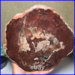 Top Natural pretty Petrified Wood fossil Rough Slice Madagascar 2.23kg g7683 Top Natural pretty Petrified Wood fossil Rough Slice Madagascar 2.23kg g7683