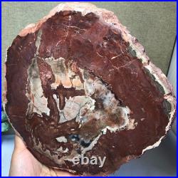 Top Natural pretty Petrified Wood fossil Rough Slice Madagascar 2.23kg g7683 Top Natural pretty Petrified Wood fossil Rough Slice Madagascar 2.23kg g7683