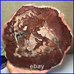 Top Natural pretty Petrified Wood fossil Rough Slice Madagascar 2.23kg g7683 Top Natural pretty Petrified Wood fossil Rough Slice Madagascar 2.23kg g7683