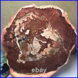 Top Natural pretty Petrified Wood fossil Rough Slice Madagascar 2.23kg g7683 Top Natural pretty Petrified Wood fossil Rough Slice Madagascar 2.23kg g7683
