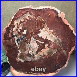 Top Natural pretty Petrified Wood fossil Rough Slice Madagascar 2.23kg g7683 Top Natural pretty Petrified Wood fossil Rough Slice Madagascar 2.23kg g7683