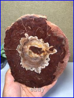 Top Natural pretty Petrified Wood fossil Rough Slice Madagascar 710g g7688 Top Natural pretty Petrified Wood fossil Rough Slice Madagascar 710g g7688