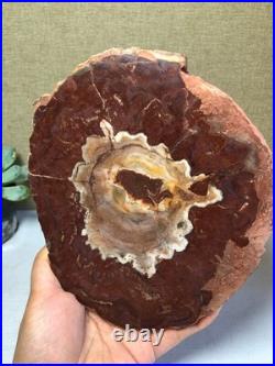 Top Natural pretty Petrified Wood fossil Rough Slice Madagascar 710g g7688 Top Natural pretty Petrified Wood fossil Rough Slice Madagascar 710g g7688