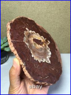 Top Natural pretty Petrified Wood fossil Rough Slice Madagascar 710g g7688 Top Natural pretty Petrified Wood fossil Rough Slice Madagascar 710g g7688