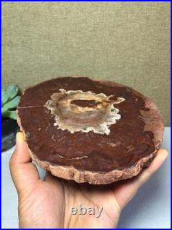 Top Natural pretty Petrified Wood fossil Rough Slice Madagascar 710g g7688 Top Natural pretty Petrified Wood fossil Rough Slice Madagascar 710g g7688