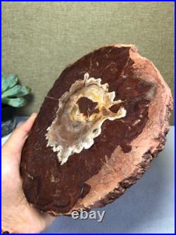 Top Natural pretty Petrified Wood fossil Rough Slice Madagascar 710g g7688 Top Natural pretty Petrified Wood fossil Rough Slice Madagascar 710g g7688