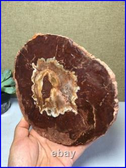 Top Natural pretty Petrified Wood fossil Rough Slice Madagascar 710g g7688 Top Natural pretty Petrified Wood fossil Rough Slice Madagascar 710g g7688