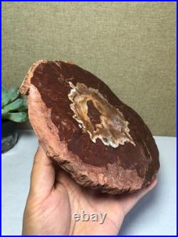 Top Natural pretty Petrified Wood fossil Rough Slice Madagascar 710g g7688 Top Natural pretty Petrified Wood fossil Rough Slice Madagascar 710g g7688