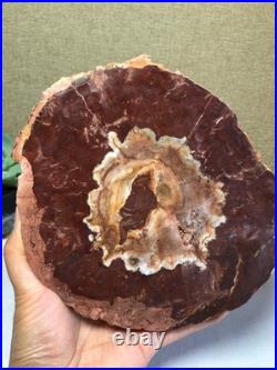 Top Natural pretty Petrified Wood fossil Rough Slice Madagascar 710g g7688 Top Natural pretty Petrified Wood fossil Rough Slice Madagascar 710g g7688
