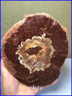 Top Natural pretty Petrified Wood fossil Rough Slice Madagascar 710g g7688 Top Natural pretty Petrified Wood fossil Rough Slice Madagascar 710g g7688