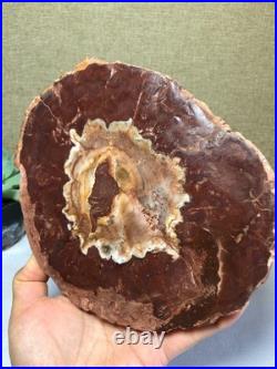 Top Natural pretty Petrified Wood fossil Rough Slice Madagascar 710g g7688 Top Natural pretty Petrified Wood fossil Rough Slice Madagascar 710g g7688