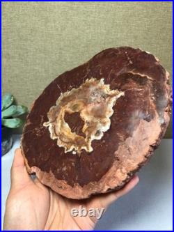 Top Natural pretty Petrified Wood fossil Rough Slice Madagascar 710g g7688 Top Natural pretty Petrified Wood fossil Rough Slice Madagascar 710g g7688