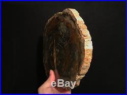 Tranche de bois silicifié fossile de Madagascar / petrified wood fossil slice