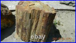 Tree Trunks Petrified Wood Rare Find LARGE 324 LBS