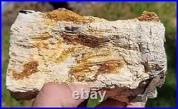 U. V. Reactive Palm Mcmullen County, Texas, Dome Polished Limb. Must See