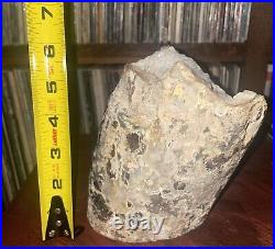 Ultra RARE Petrified Wood U. S. Specimen with Quartz Crystals NOT FROM CHINA