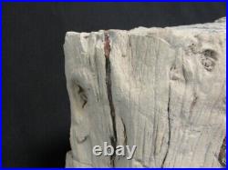 Unique Petrified Wood Specimen With Unusual Knot Found Near Telluride, Colorado