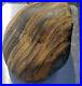 Unique_Piece_Of_Striped_Two_Tone_Mother_load_Natural_Petrified_Wood_01_pw