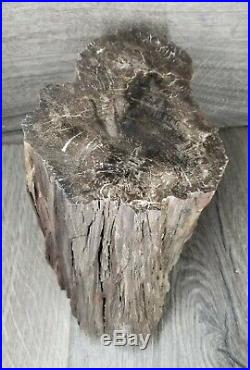 Utah Petrified wood. POLISHED. #W-8