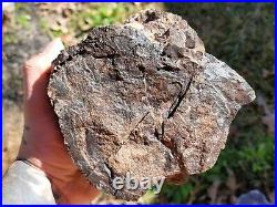 Utah petrified Wood fossil polished end cut u. V. Reactive triassic araucaria log
