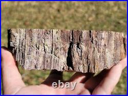 Utah petrified Wood fossil polished end cut u. V. Reactive triassic araucaria log