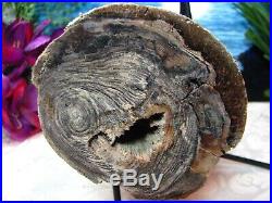 VIRGIN VALLEY OPAL Petrified WoodRARE LARGE COMPLETE ROUND LOG/BRANCH 10/8 LBS