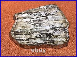 VTG Petrified Wood Silver & Gold Edged Platter Mineral Display Piece By Rablabs
