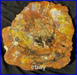 Very Large 22 Inch Rainbow Fossil Petrified Wood Round End Cut