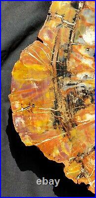 Very Large 22 Inch Rainbow Fossil Petrified Wood Round End Cut