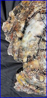 Very Large 23 Inch Fossil Petrified Wood Round Arizona Chinle