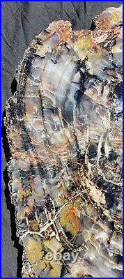 Very Large 23 Inch Fossil Petrified Wood Round Arizona Chinle