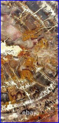Very Large 24 Inch Fossil Petrified Wood Red Rainbow Round Arizona