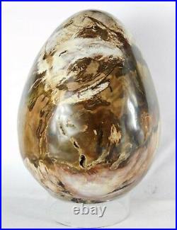Very Large Petrified Fossil Wood Egg Decor Great Gift Art 9 x 6 Interior Design