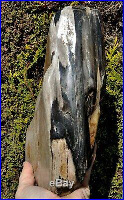Very Large Petrified Fossil Wood Specimen 11.5 inches tall RefLRG45 UK Seller