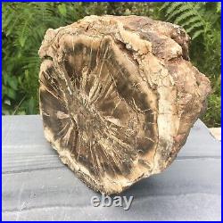 Very Large Polished Petrified Fossilised Fossil Wood Log Branch Or Trunk 9.2 KG