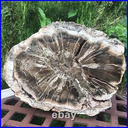 Very Large Polished Petrified Fossilised Fossil Wood Log Branch Or Trunk 9.2 KG